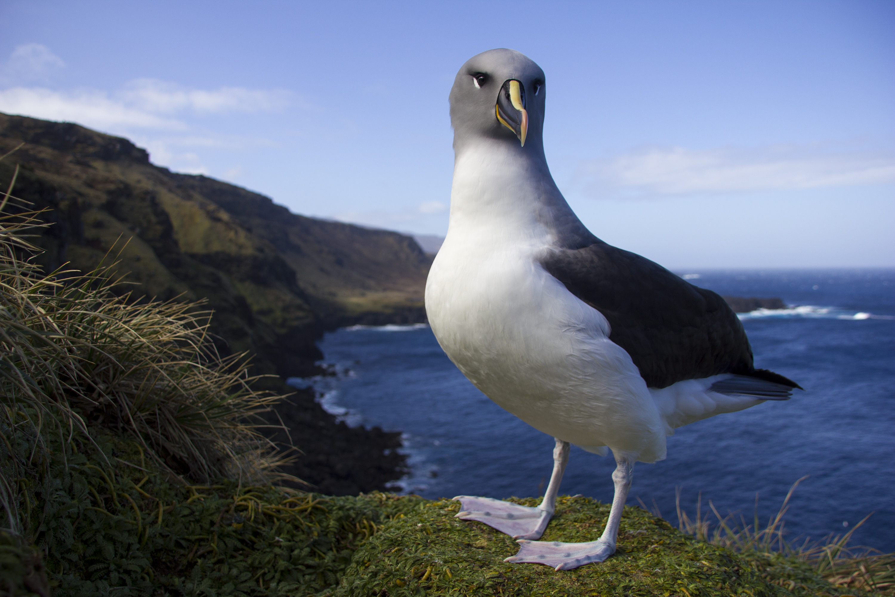 Grey headed Albatross Marion Island Otto Whitehead