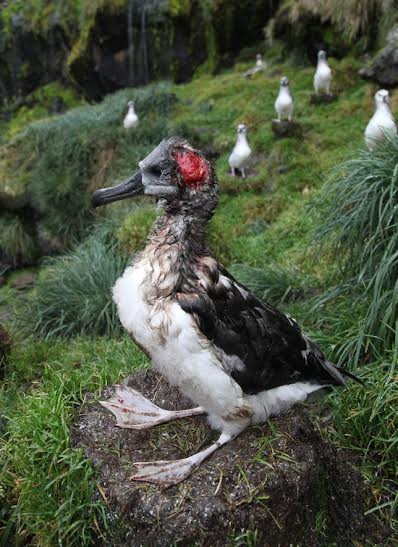 Grey headed Albatross mouse wound Fitztitute