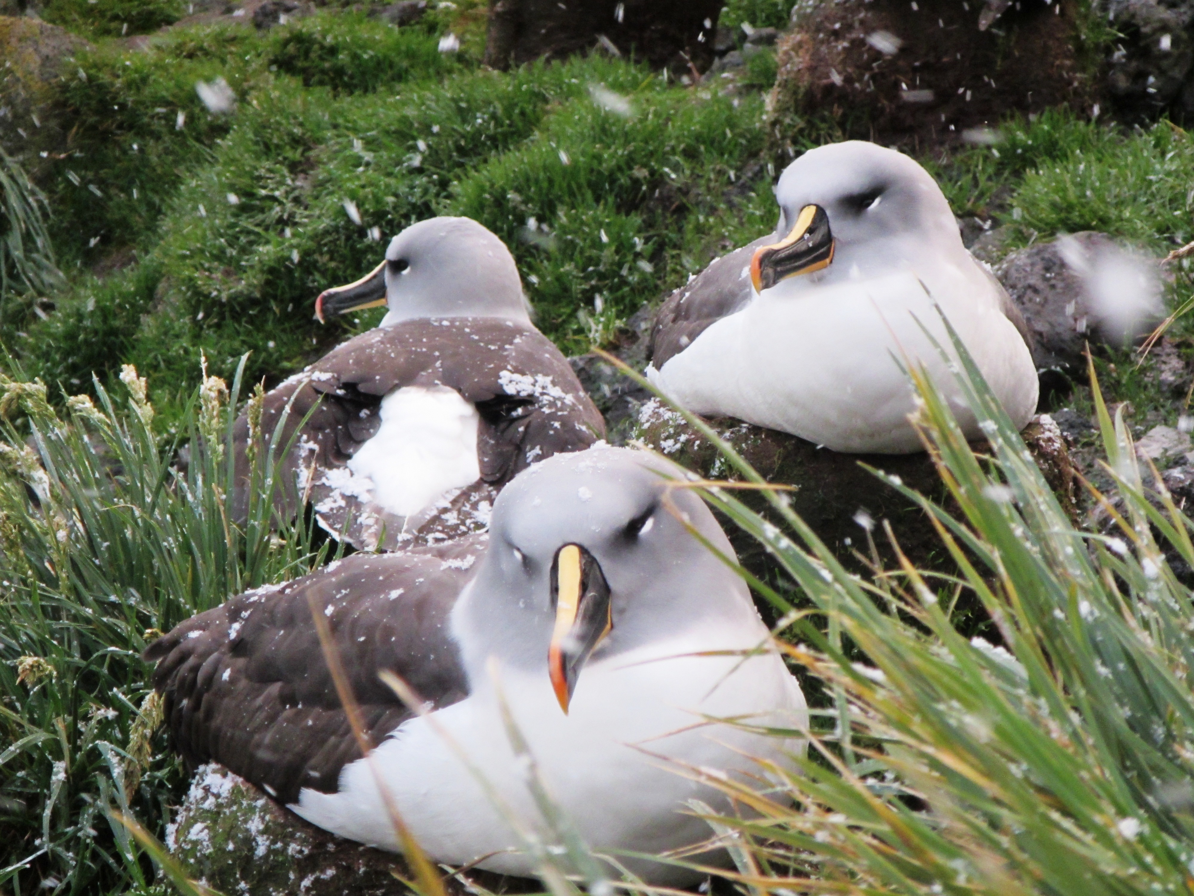 Kim Stevens Grey headed Albatross 5