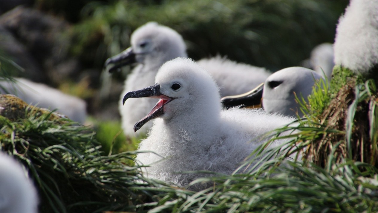 Panting Grey headed albatross chick Chris Jones