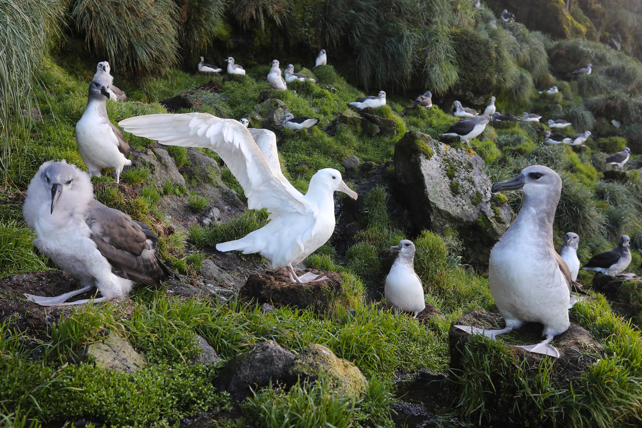 leucistic Grey headed Albatross