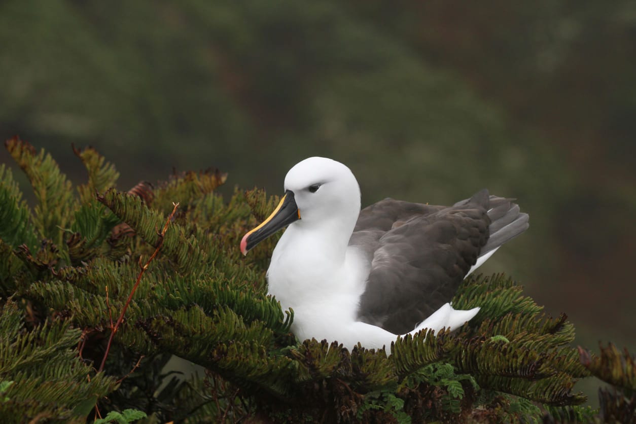 Indian Yellow nosed Albatross Gough Amy King