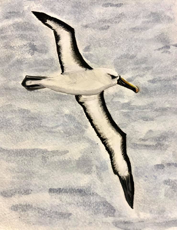 Indian Yellow nosed Albatross Kirk Zufelt Kerry Bea