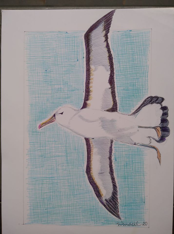 Indian Yellow nosed Albatross Kirk Zufelt Wendell Ribeiro