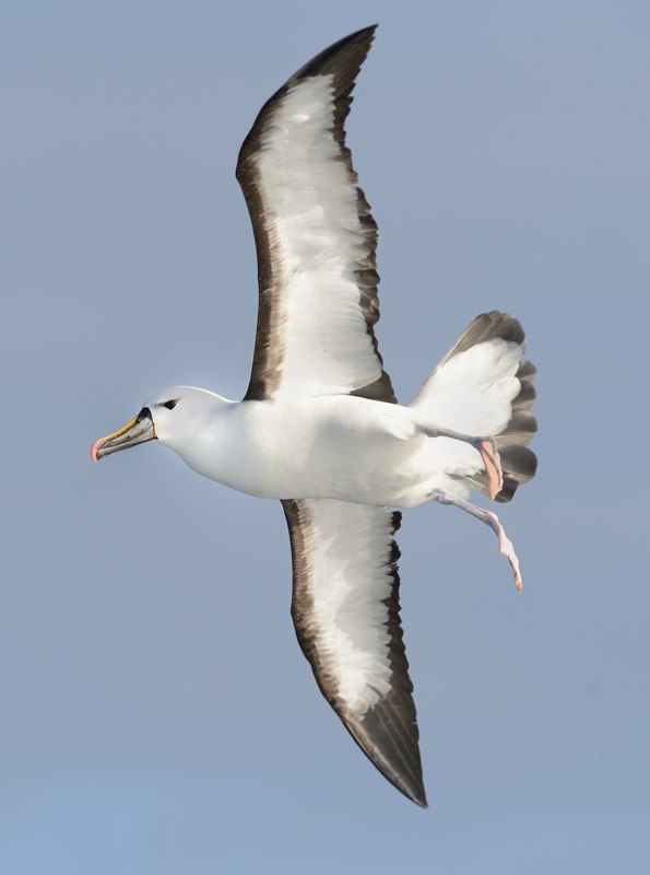 Indian Yellow nosed Albatross near Amsterdam Island 5 Kirk Zufelt
