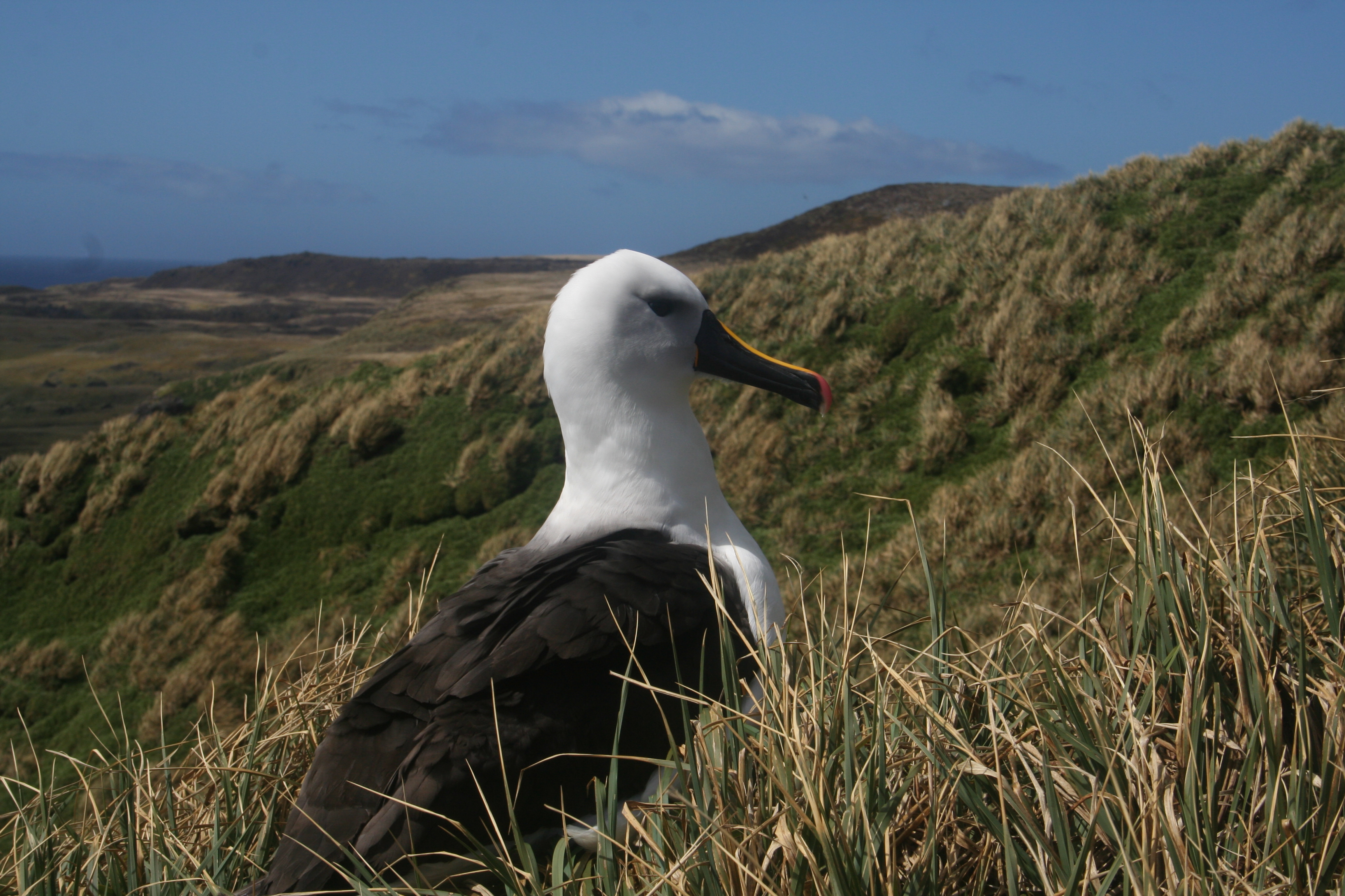 indian yellow nosed albatross marion island by chris oosthuizen