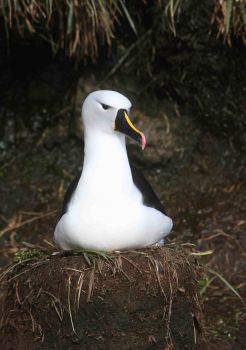 Indian Yellow nosed Albatross Prince Edward Island4 by Peter Ryan