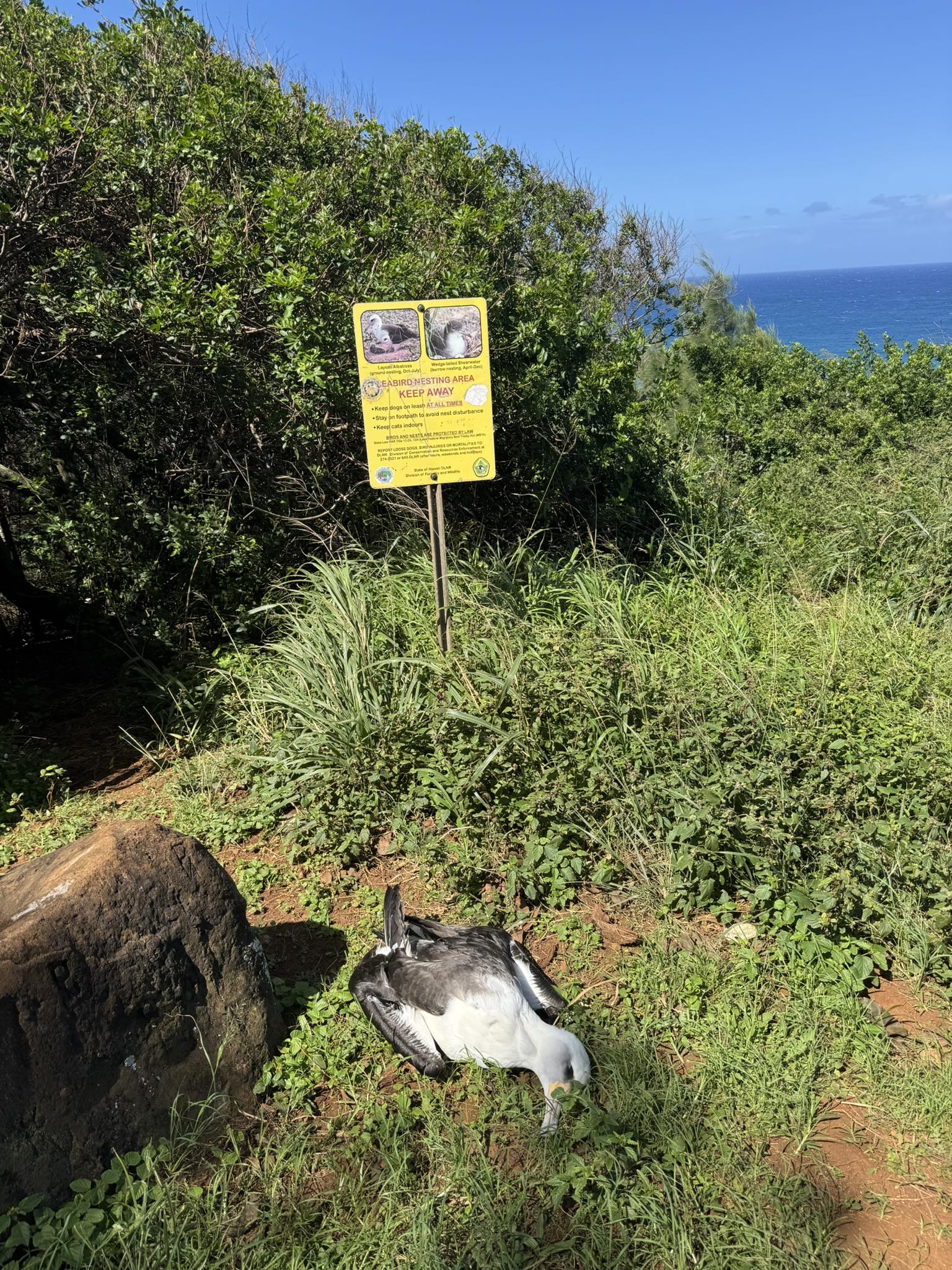 Dog kill maybe Pilaa Beach Kauai