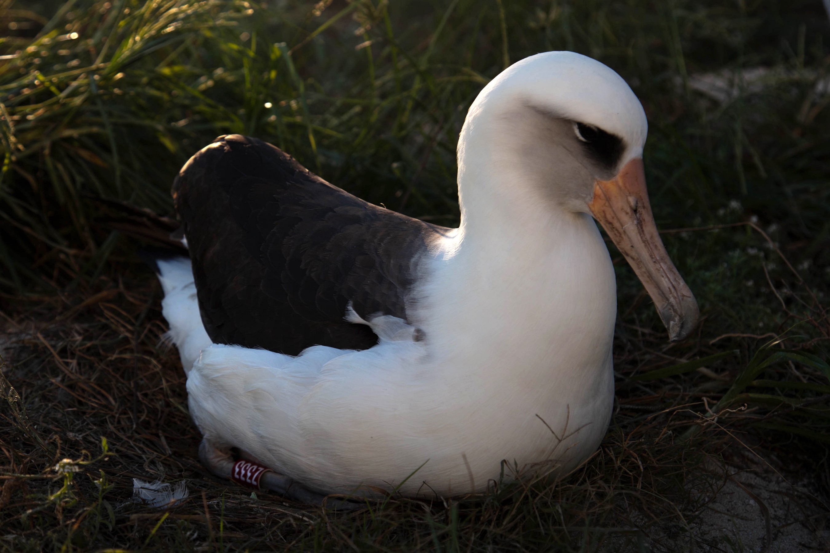 2020 Nov. Wisdom incubating Jon Brack Friends of Midway Atoll NWR