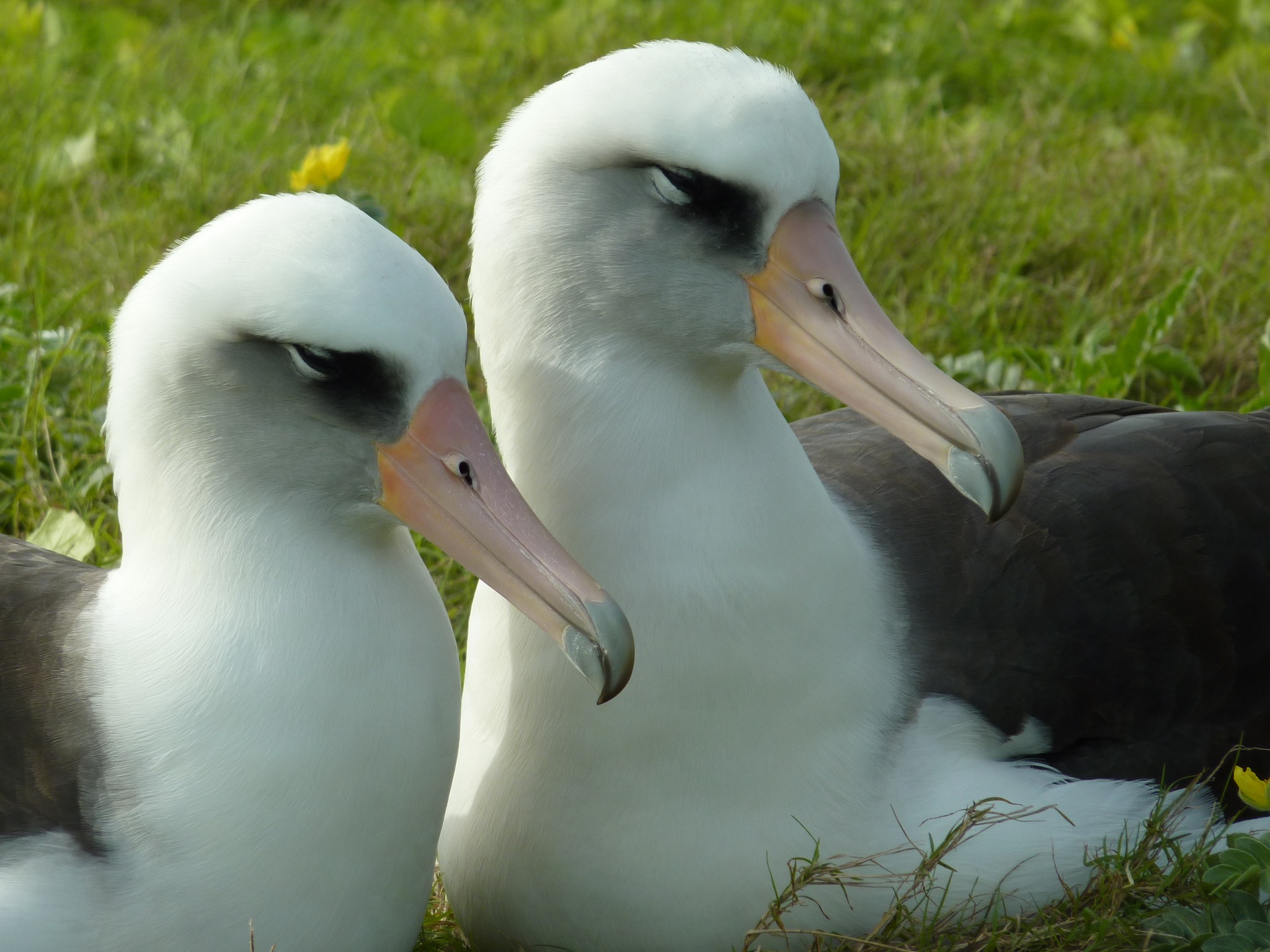 Dec 2025 Kure Atoll 3