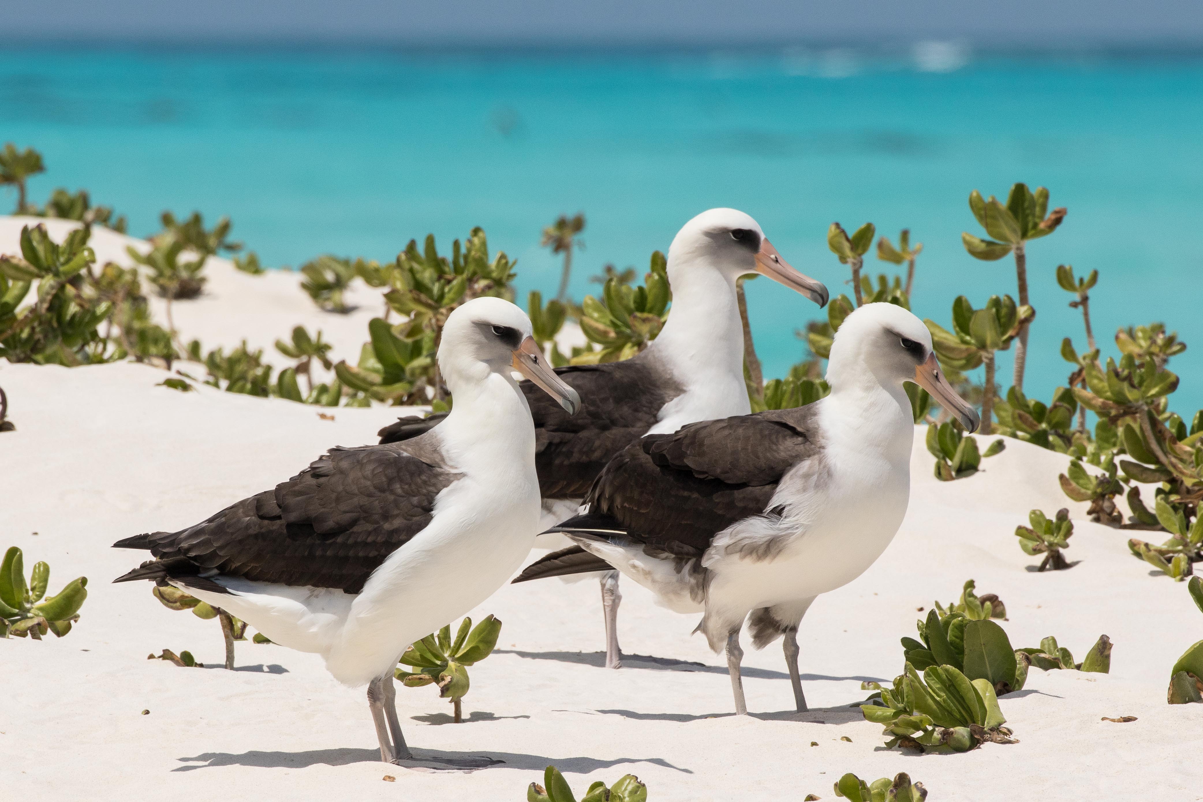 Eric Vandewerf Laysan Albatross Midway Apr 2018