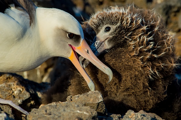 Agreement on the Conservation of Albatrosses and Petrels - Mexico's Grupo  de Ecología y Conservación de Islas supports World Albatross Day by helping  conserve the most easterly-breeding Laysan Albatrosses
