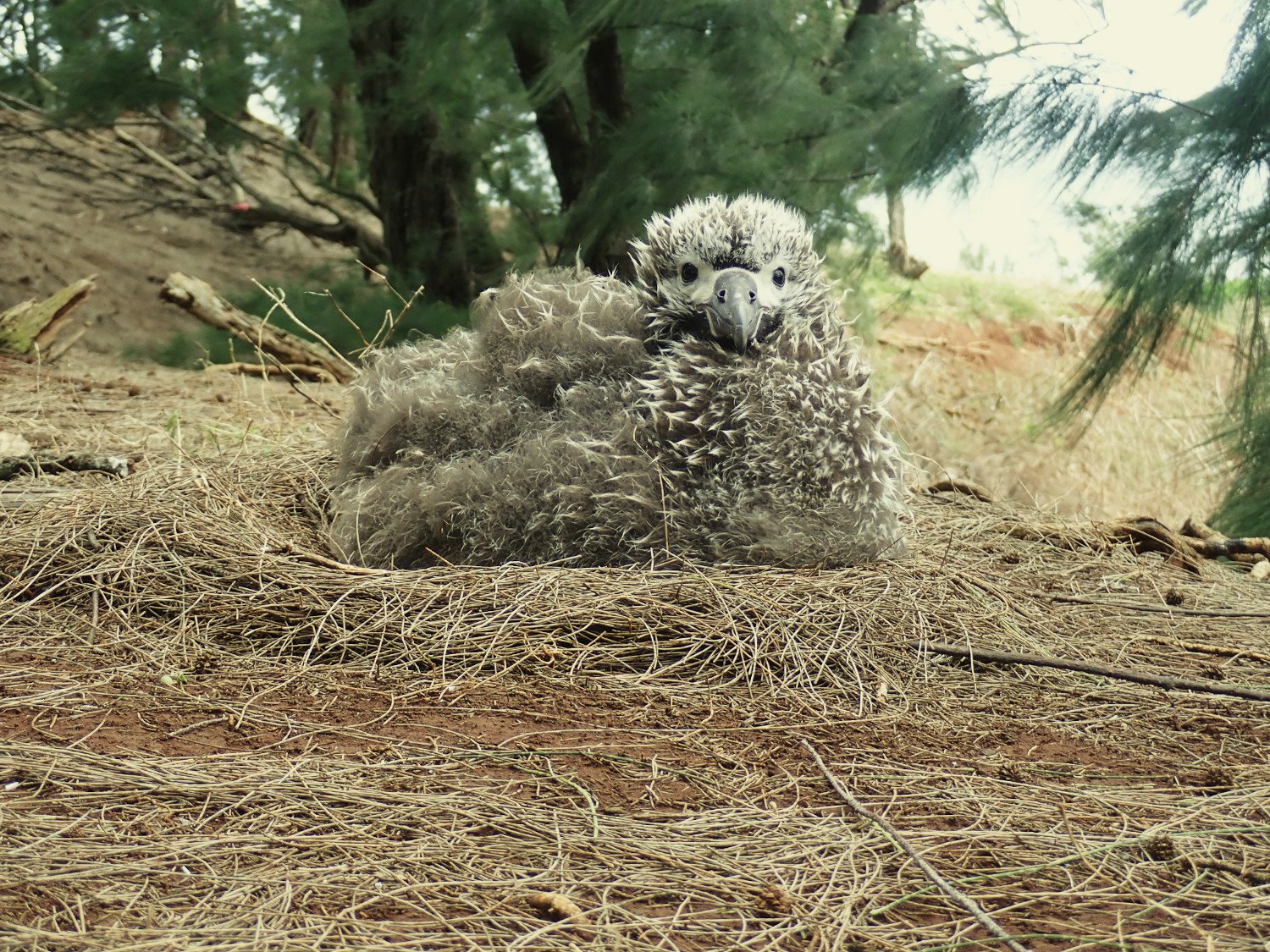 Kilauea Point Laysan downy chick Jacqueline Olivera