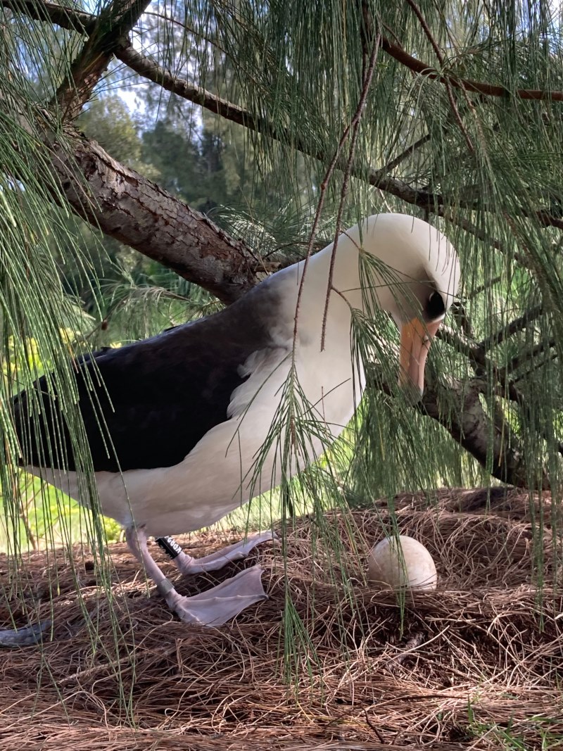 Kilauea Point Laysan with egg 20 21 Jacqueline Olivera