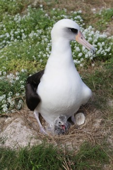 Laysan Albatross 2 Midway Pete Leary s