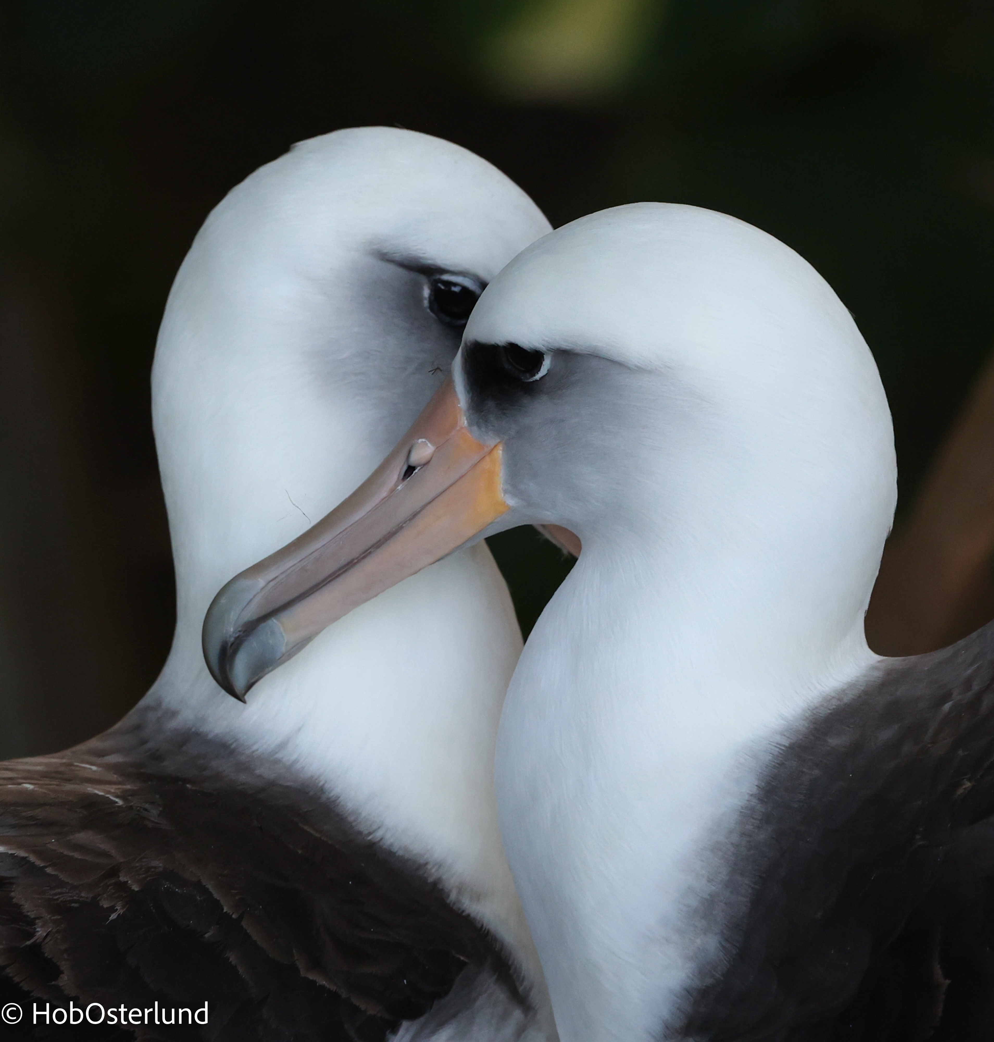 Laysan Albatross Heart Pair Hob Osterlund