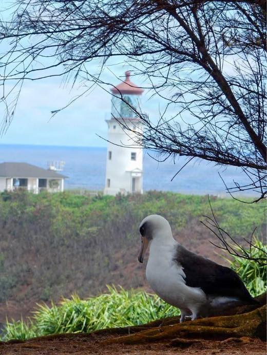Laysan Albatross Kilauea Point
