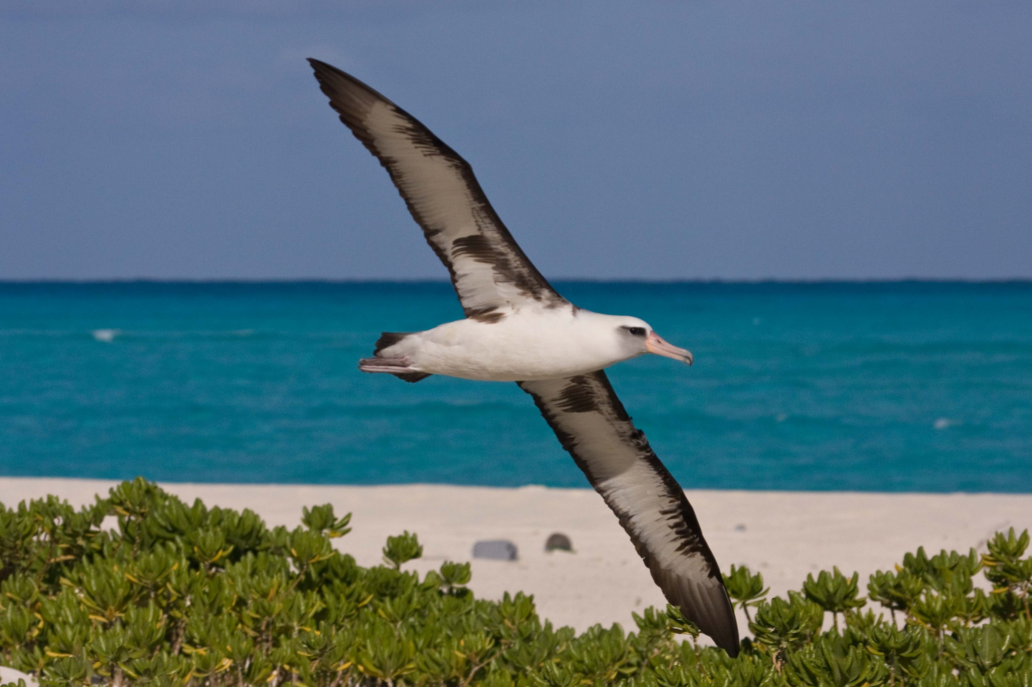Laysan Albatross Midway Dec 2008 Eric VanderWerf 7174 1