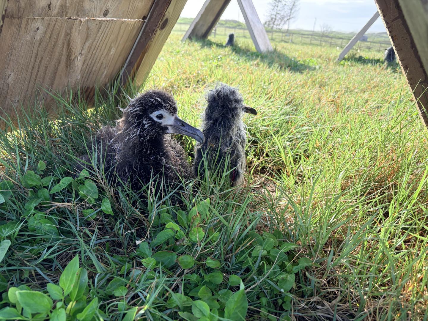 Laysan Albatross chick decoy Pacific Rom Conservation
