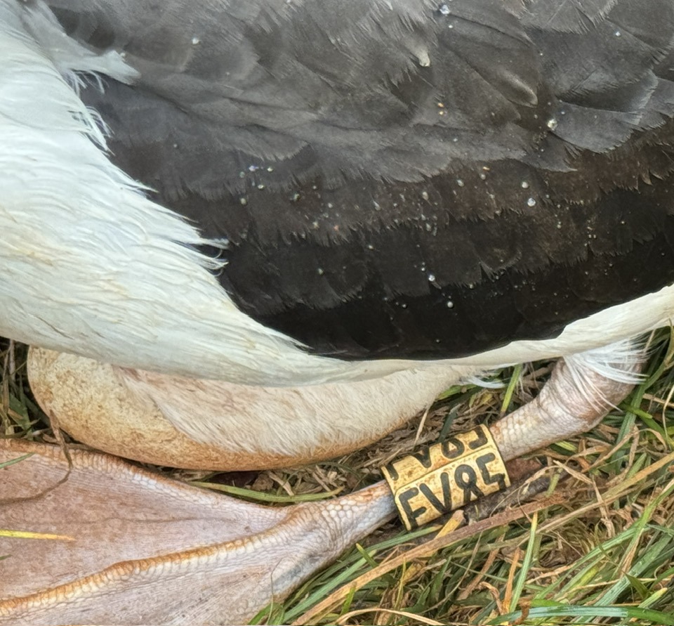 Laysan French Fr igate Shoals 3