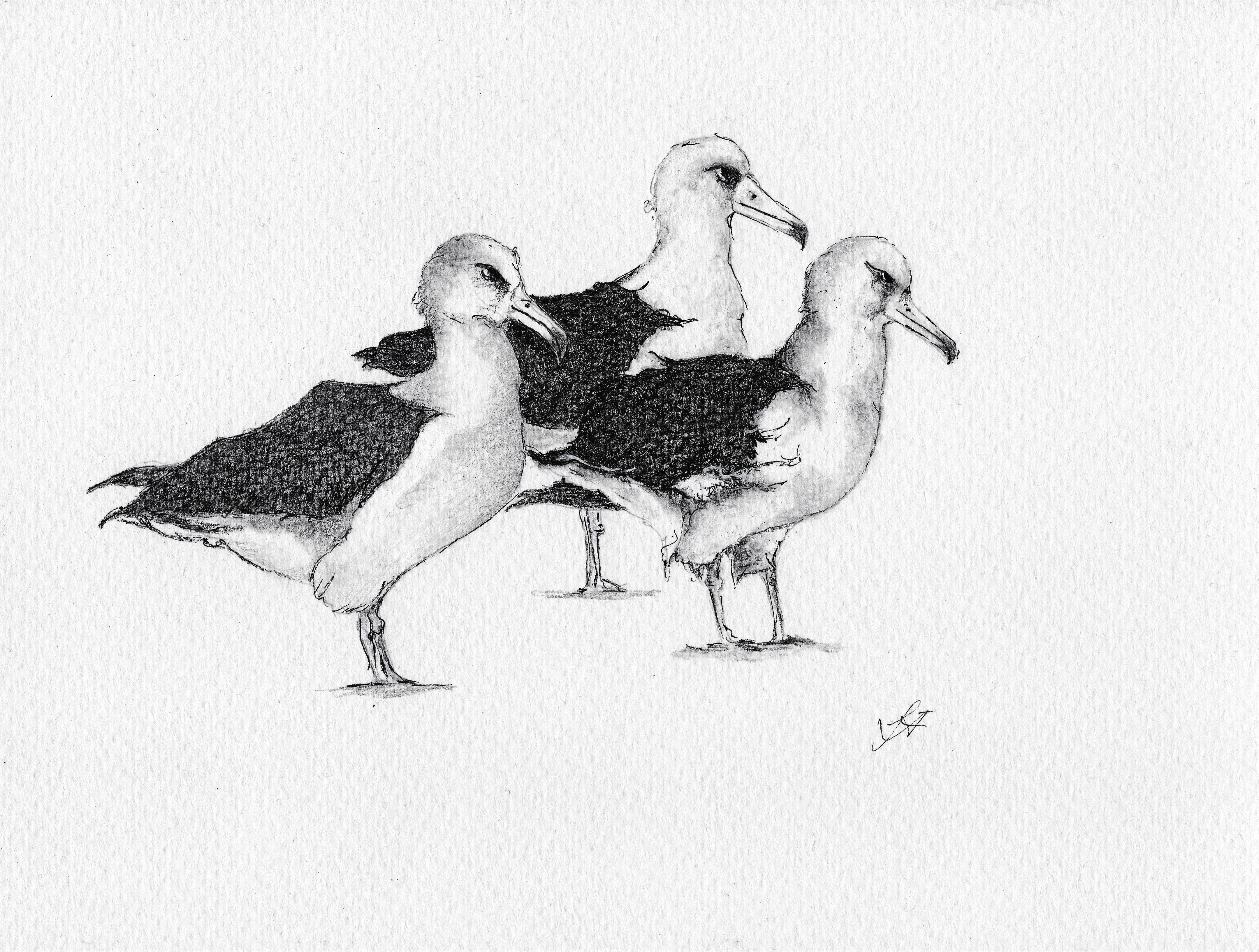Lea Finke Graphite drawing Three Laysan Albatrosses Eric Vanderwerf