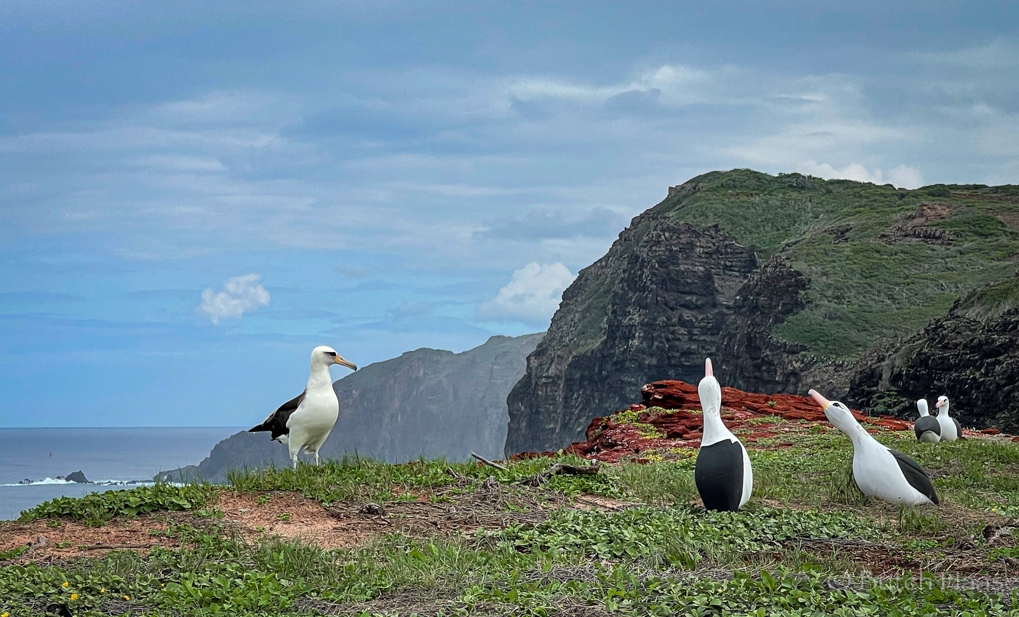 Molokai Laysan Albatross landing