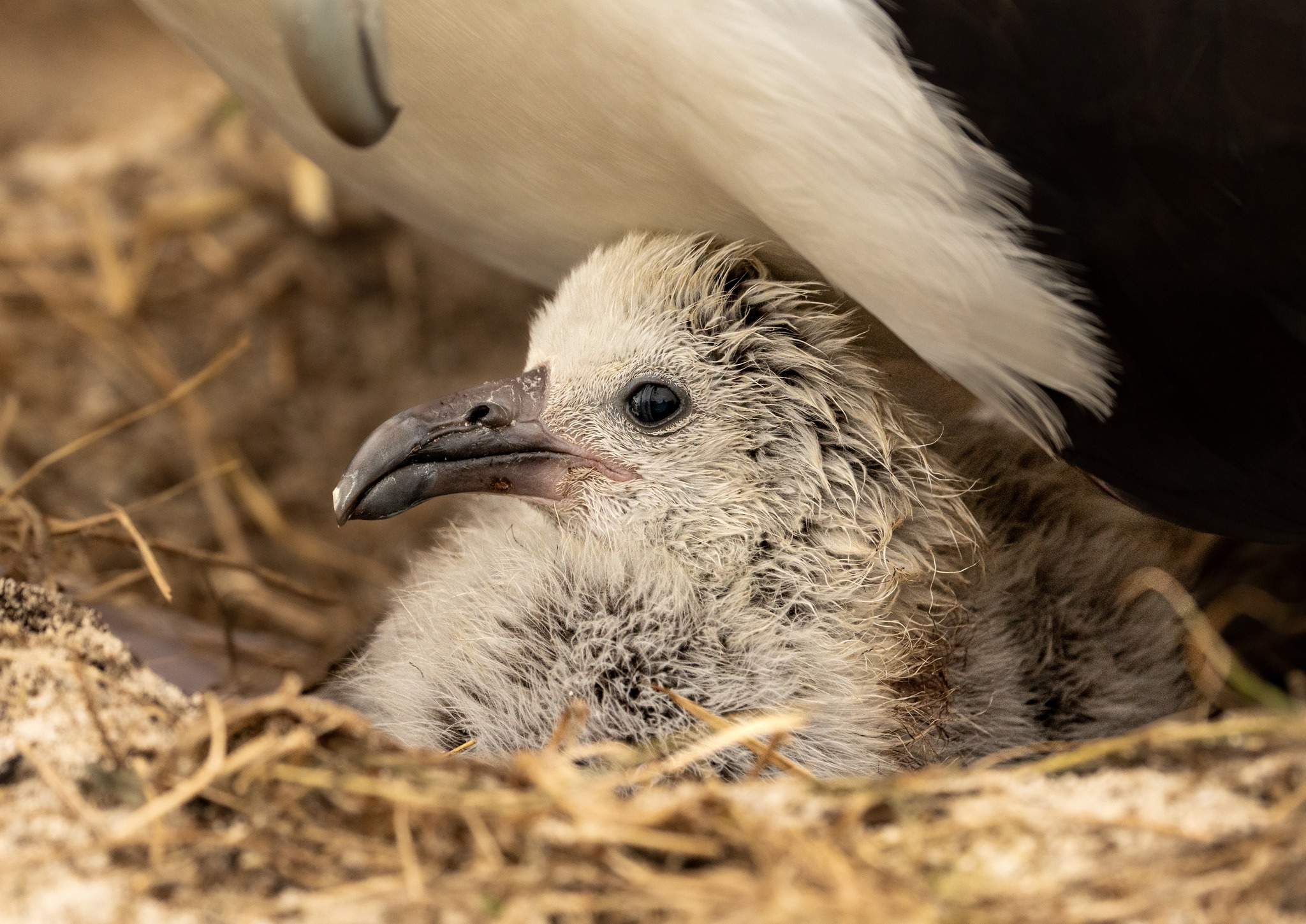 Owen Laysan chick first for 2025