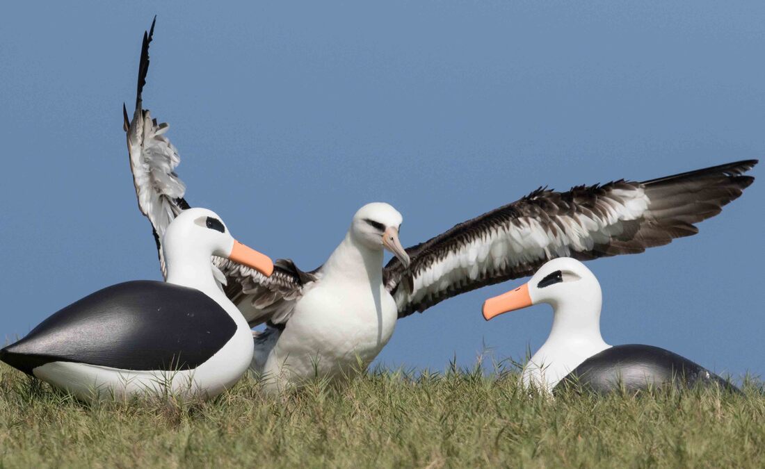 laysan albatross social attraction jcnwr 12 jan 2016 8155 1 1 orig
