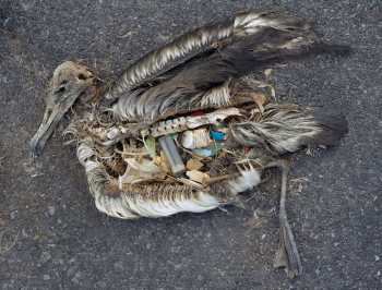 laysan albatross corpse midway chris jordan