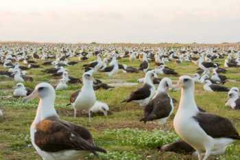 laysan albatrosses midway lindsay young