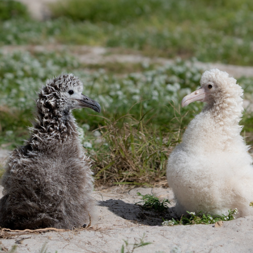 leucistic and dark albatross chicks 2025 Joe Owen