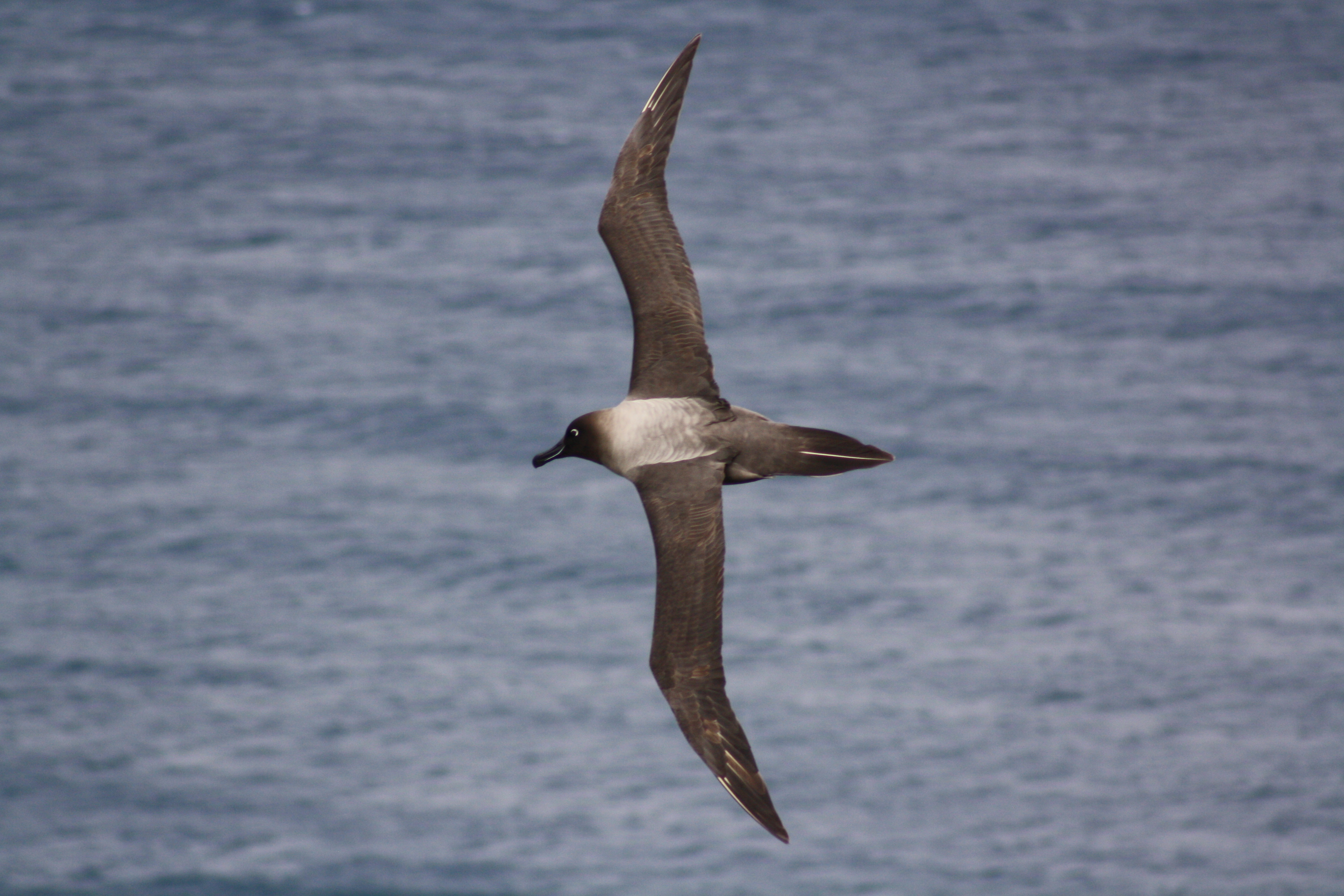 Jaimie Cleeland Light mantled Albatross 7