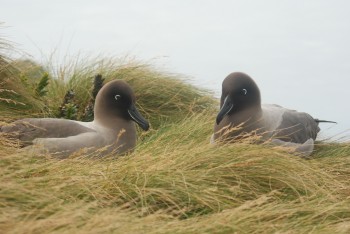 Light mantled Sooty  Albatrosses Erica Sommer 2