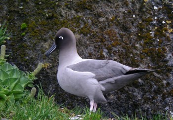 Light mantled Sooty Albatoss Heard Island RK s