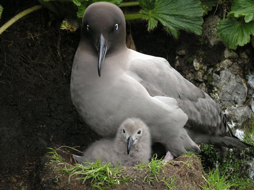 Procellariiform Agreement on the Conservation of Albatrosses and Petrels - Albatrosses ...