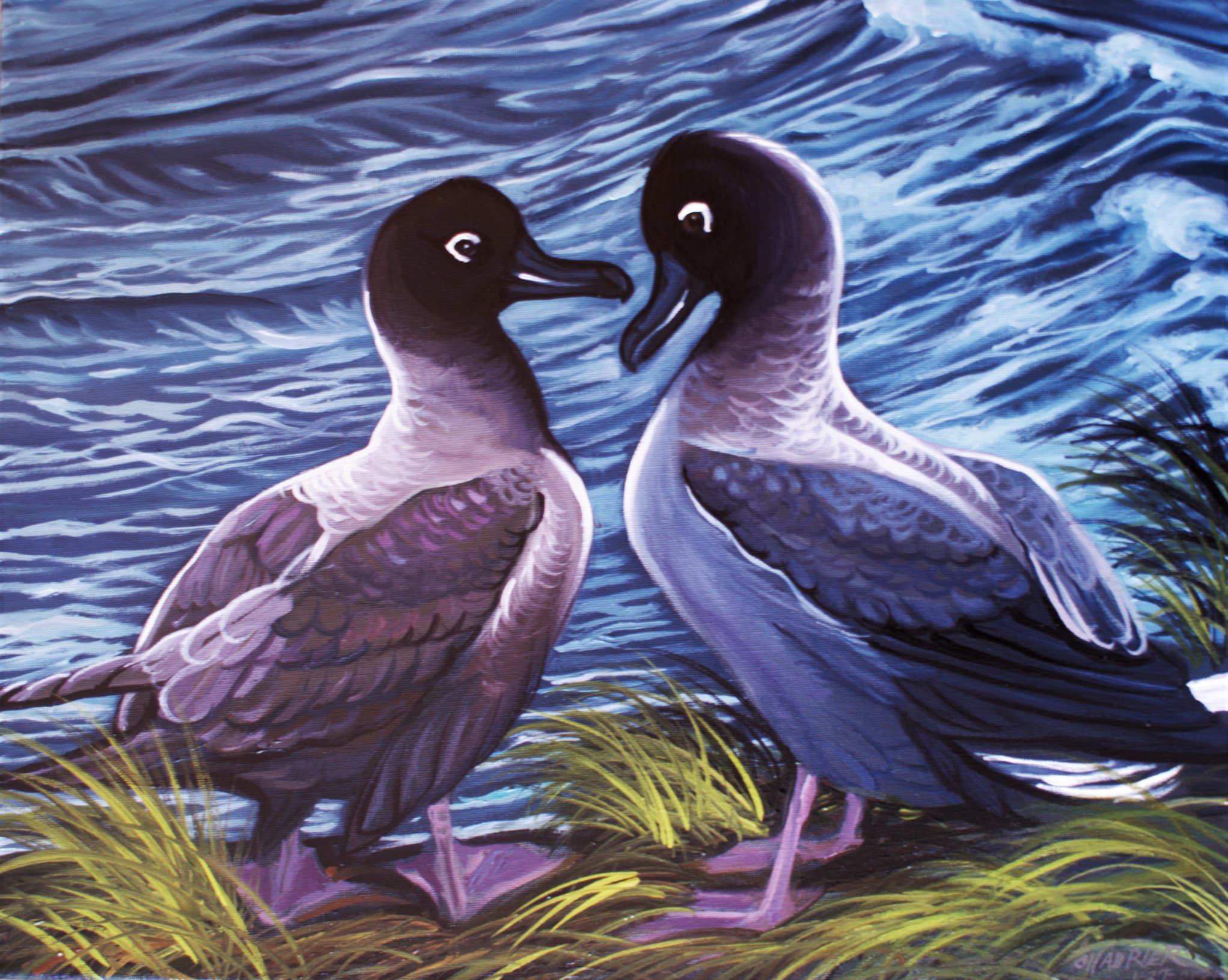 Light mantled Albatrosses Colin ODonnell Annie Shoemaker Magdaleno