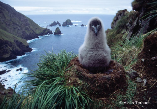 Light-mantled_Sooty_Albatross_by_Aleks_Terauds