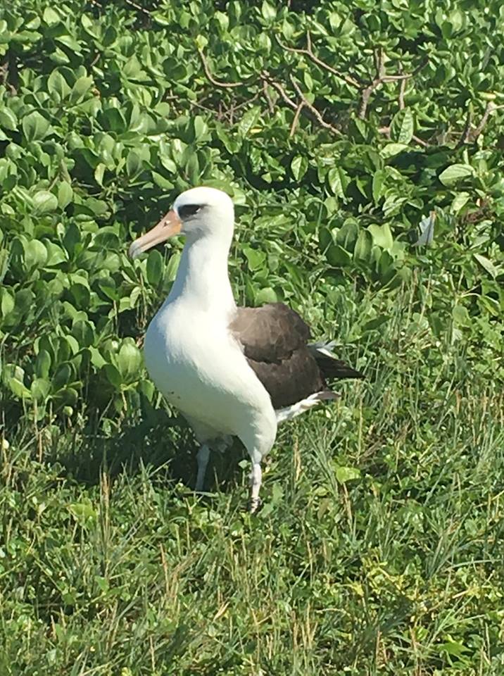 V106 Laysan Albatross Lindsay Young