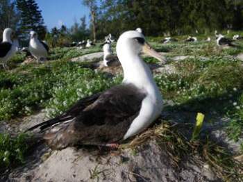 laysan_albatross_wisdom_midway_by_usfws