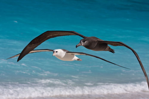 laysan black footed midway by eric vanderwerf