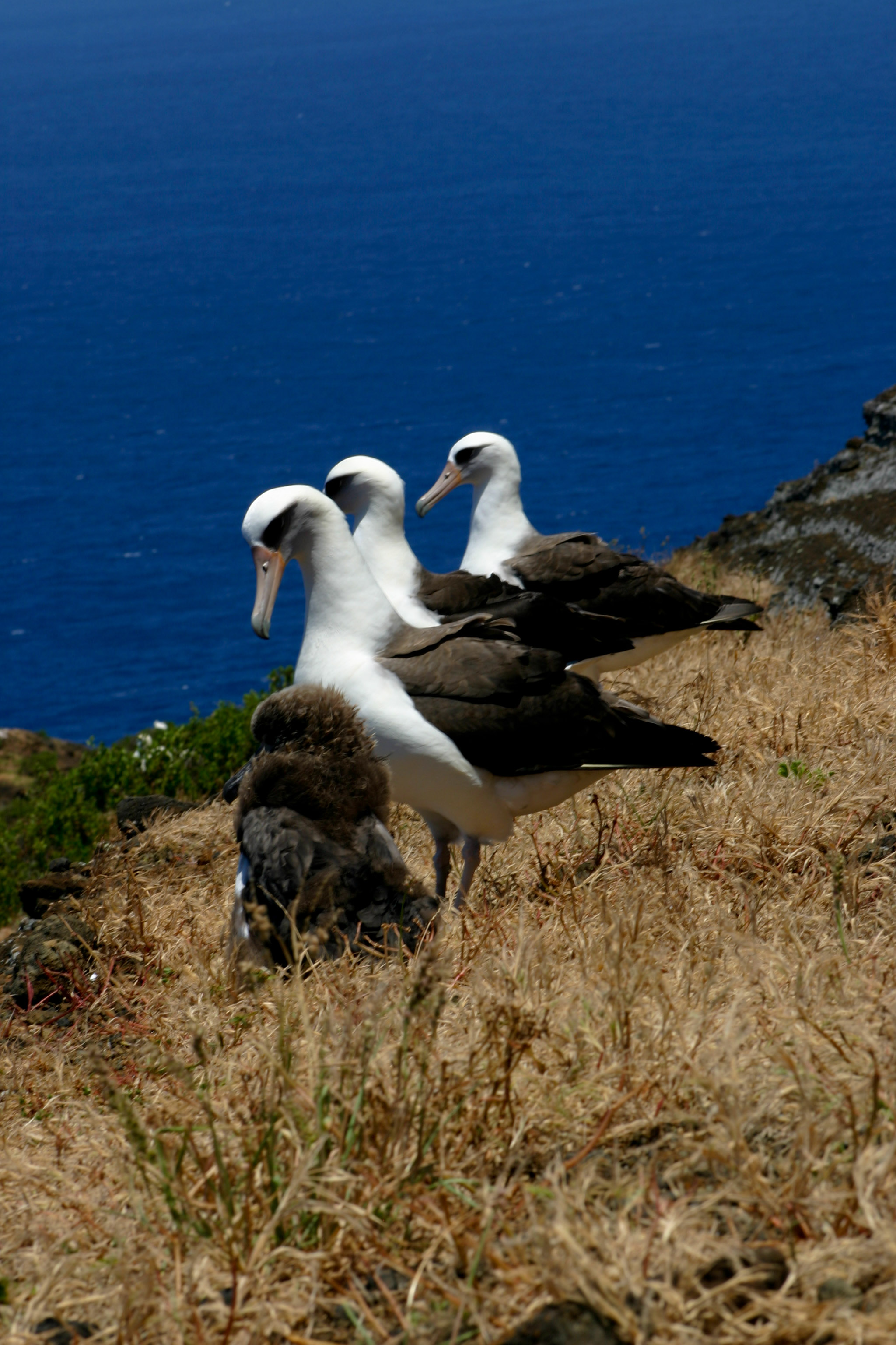 Laysan Albatrosses Lehua Lindsay Young