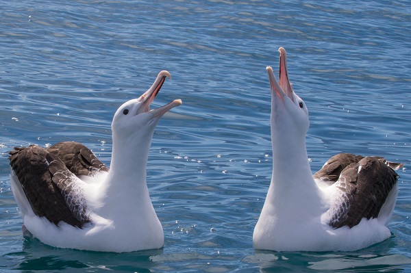 Northern Noyal Albatrosses David Brooks shrunk