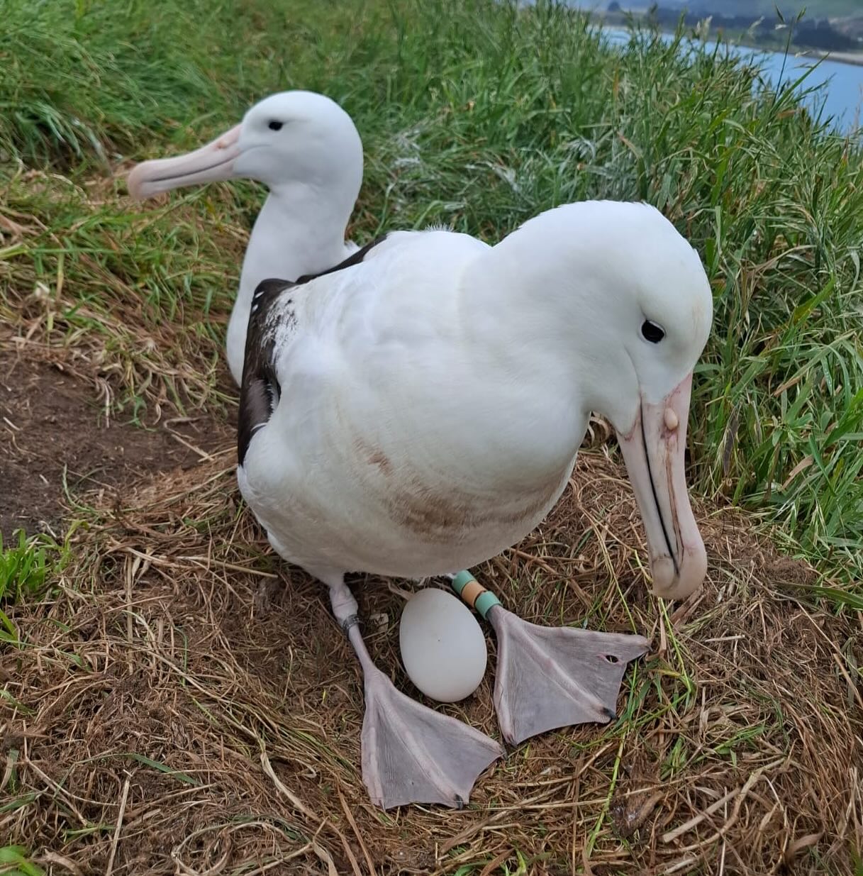 2025 26 Northrn Royal Albatross pair