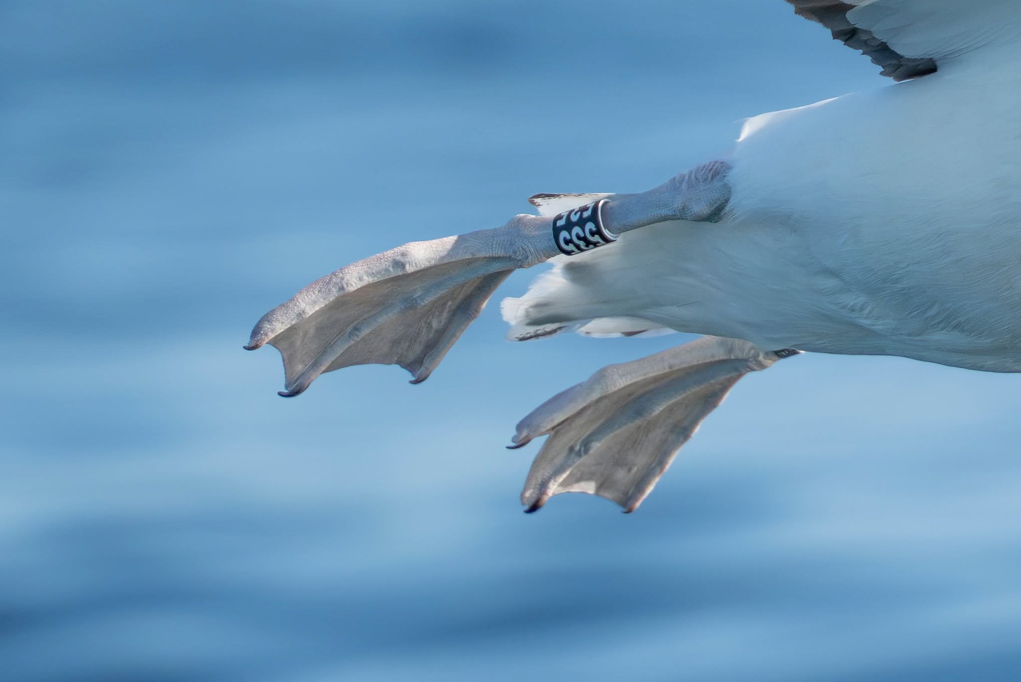 555 Northern Royal Albatross from Forty fours close up