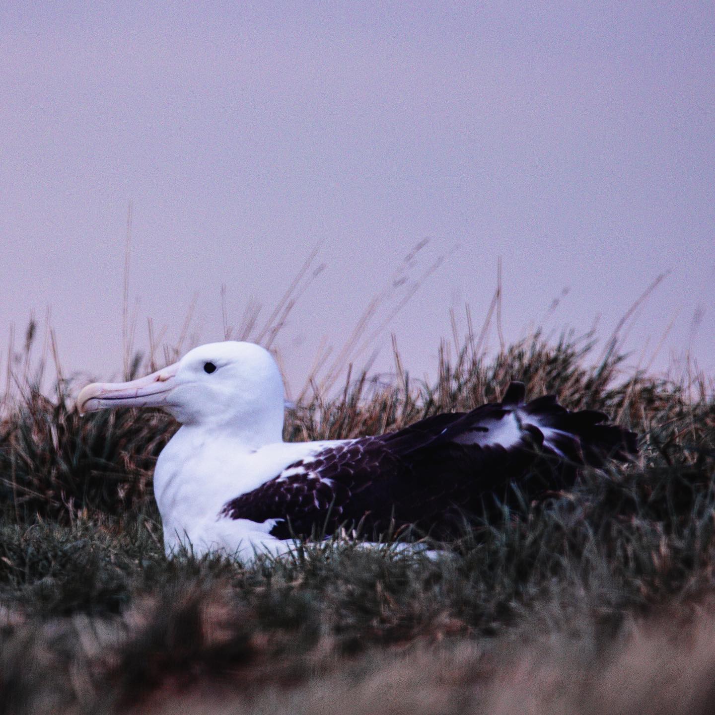 Atawhai before fledging