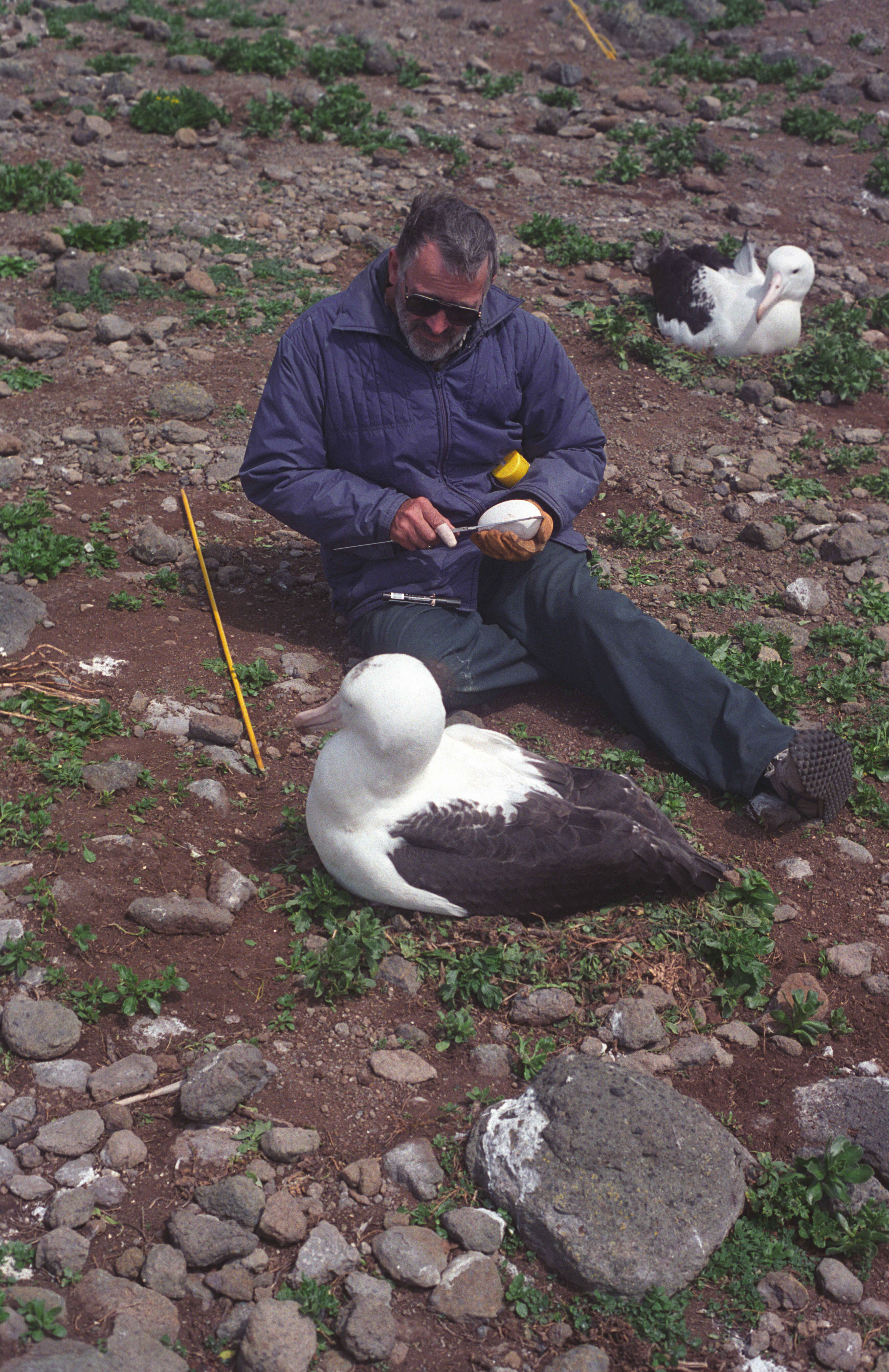 Chris Robertson Northern Royal Albatross 1