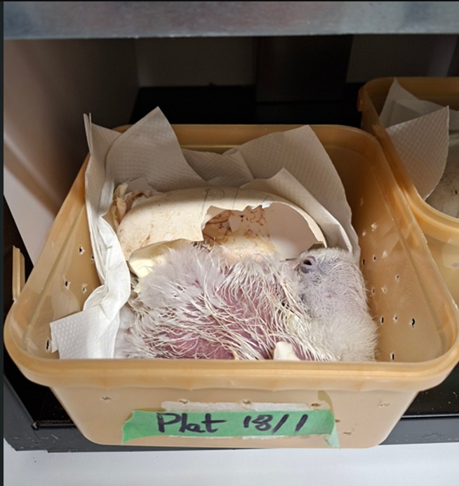 Egg pipping Northern Royal Albatross Sharyn Broni chick day four