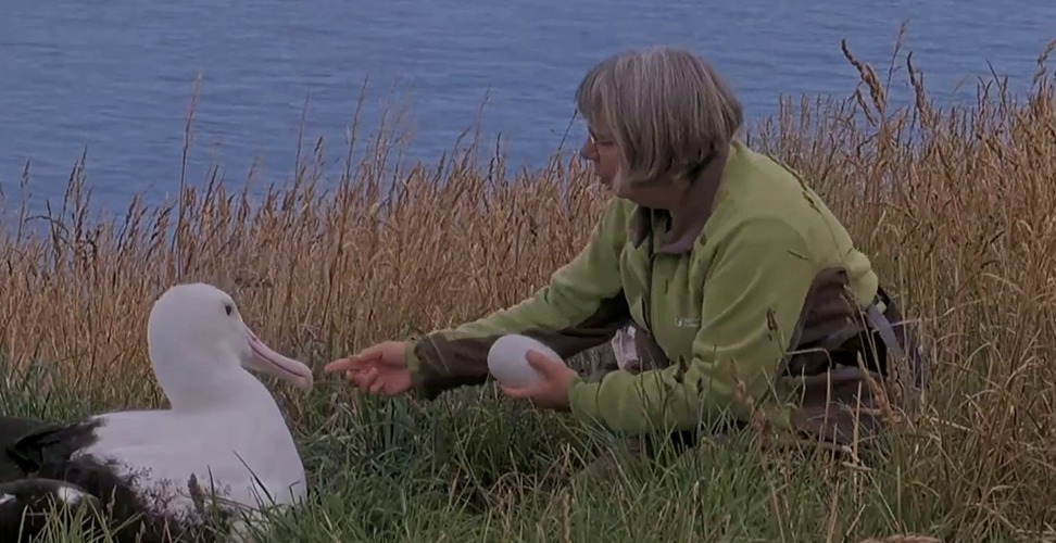 Egg pipping Northern Royal Albatross Sharyn Broni dummy egg