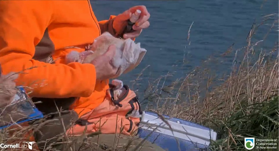 Egg pipping Northern Royal Albatross spraying bum DOC