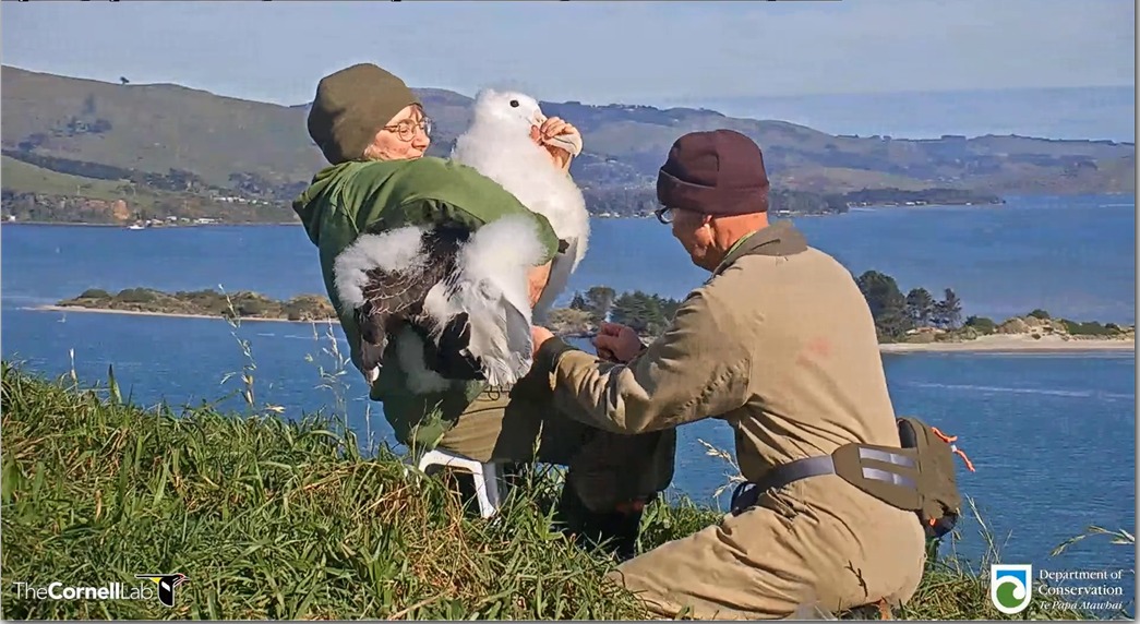 Manaaki banded Sharyn Broni and Colin 2